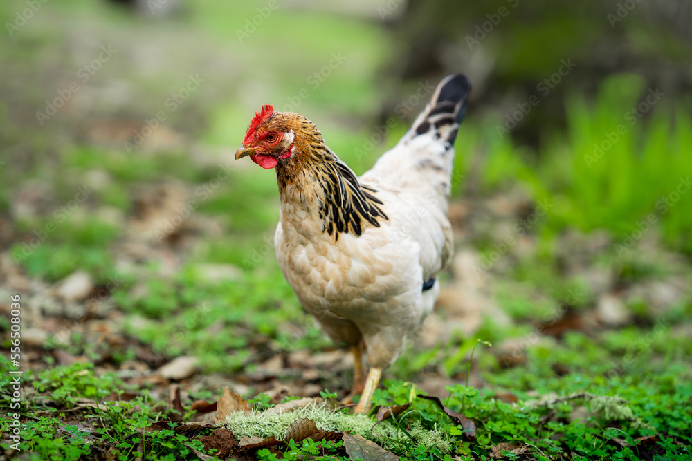 close up. white hen in a green  field
