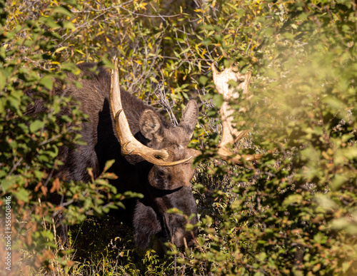 Bull Moose Hiding in Thick Brush in Wyoming in Autumn