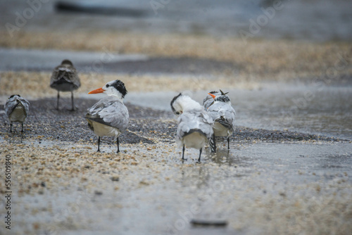 royal terns bracing against the wind on the shore © Chaos