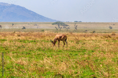 Coke's hartebeest (Alcelaphus buselaphus cokii) or kongoni in Serengeti national park in Tanzania, Africa