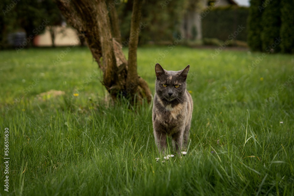 Fototapeta premium Gray cat in garden