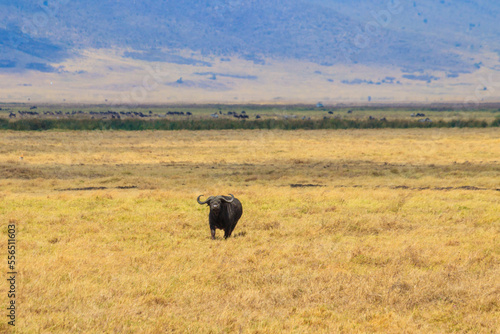 African buffalo or Cape buffalo (Syncerus caffer) in Ngorongoro Crater National Park in Tanzania. Wildlife of Africa