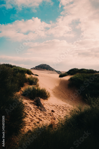 sand hills of a beach