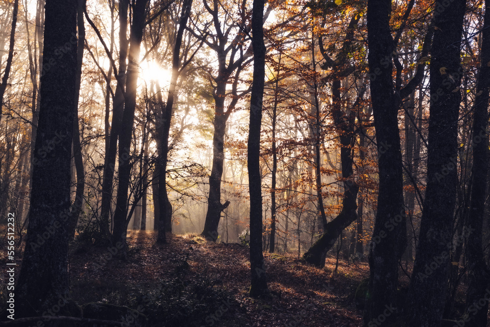 Photography of forests in autumn. In this case forests in the mist, in Salcedillo in the Palencia Mountain Photography of forests in autumn. In this case forests in the mist, in Salcedillo in the Palencia Mountain