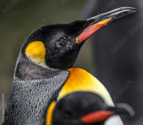 King penguin's head. Latin name - Aptenodytes patagonicus	
