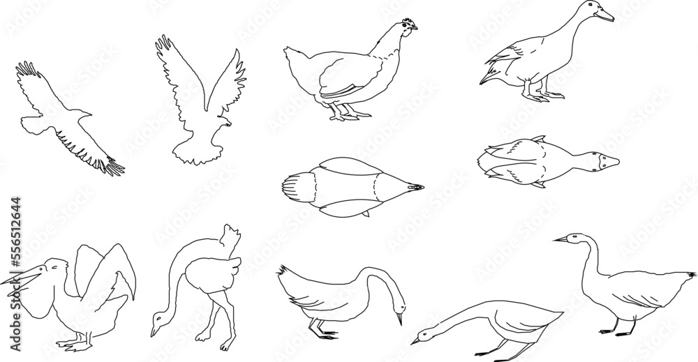 sketch vector illustration of black and white winged poultry animal sketch vector illustration of black and white winged poultry animal