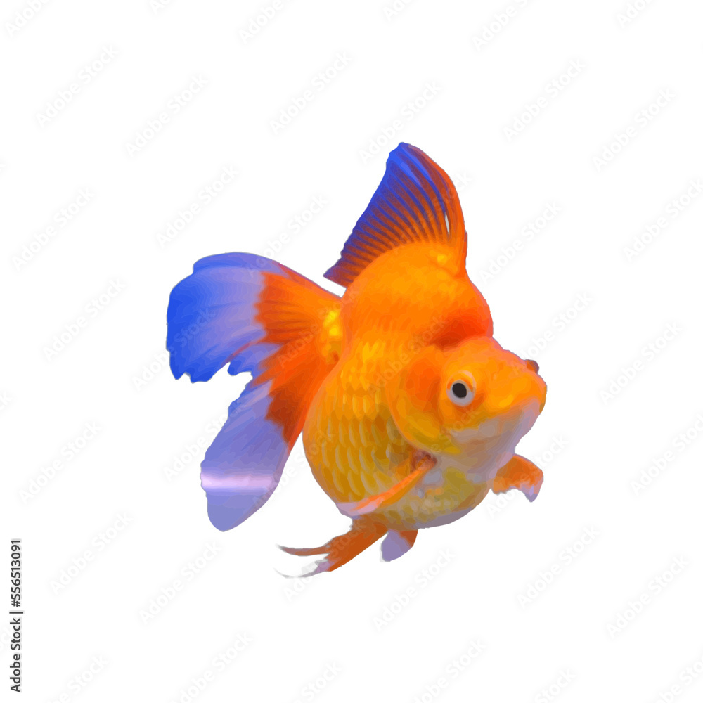 goldfish design with transparent background is very beautiful