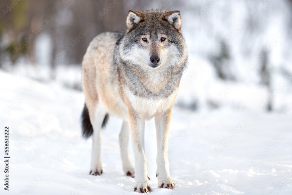 Portrait of Eurasian wolf on snow during sunny day in the forest