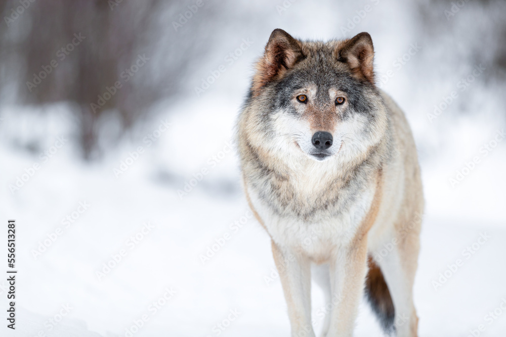 Fototapeta premium Eurasian wolf looking away in a white winter landscape