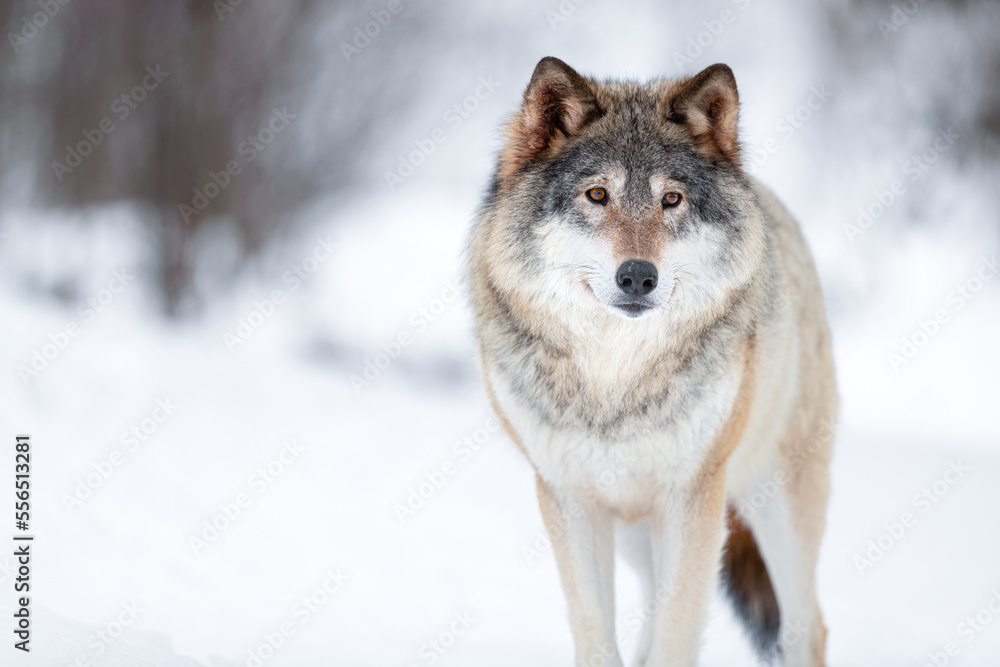 Eurasian wolf looking away in a white winter landscape