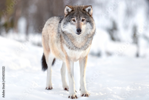 Portrait of Eurasian wolf on snow during sunny day in the forest © kjekol
