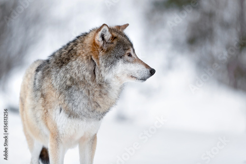 Canis Lupus wolf standing on snowy winter landscape