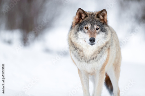 Foto Eurasian wolf looking away in a white winter landscape