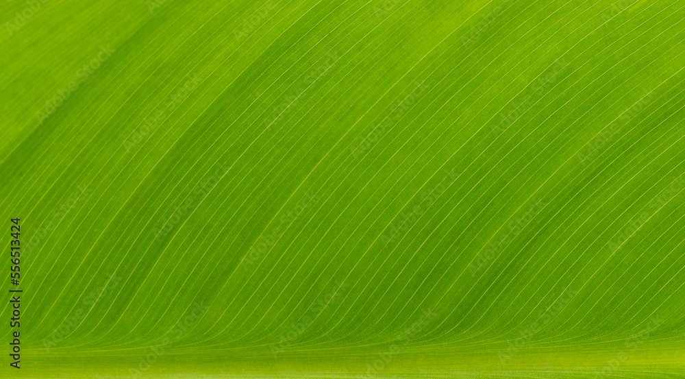 Macro of light green leaf nature background, copy space, pattern, wallpaper. Background for invitation card, calendar, postcard, gift paper. Banner, cover, mockup, for your design horizontal Macro of light green leaf nature background, copy space, pattern, wallpaper. Background for invitation card, calendar, postcard, gift paper. Banner, cover, mockup, for your design horizontal