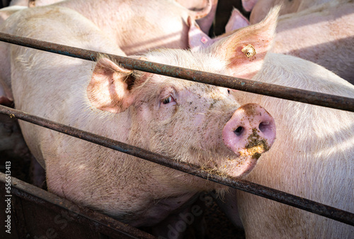 Schweinehaltung - Schweine im Offenstall, die Sonne scheint den Schweine auf die Borsten. photo