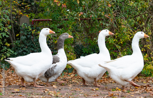 Freilaufende Gänse auf einem Hof. photo