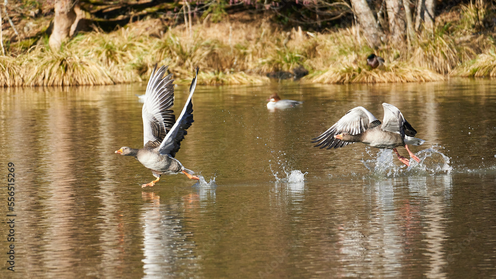 Graugänse-die vom See zum Fliegen abheben, Anser anser, Baden-Württemberg, Deutschland Graugänse-die vom See zum Fliegen abheben, Anser anser, Baden-Württemberg, Deutschland
