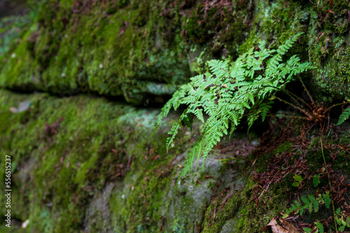 Fragile Fern growing on a mossy wall with defocused background copy-space