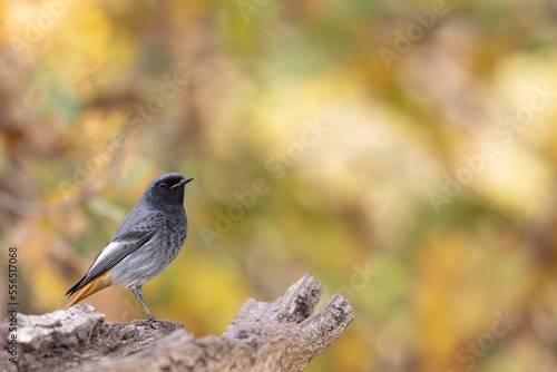 The black redstart (Phoenicurus ochruros) is a small passerine bird © vinx83