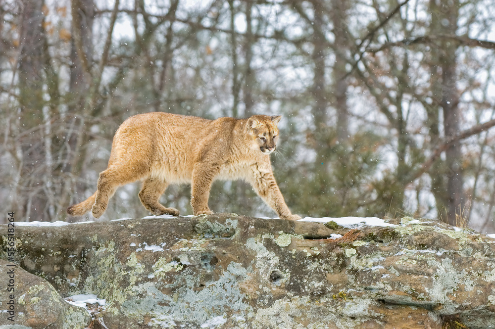 Fototapeta premium Cougar walking on rock edege