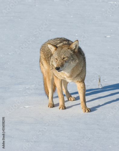 Coyote in winter sunshone © outdoorsman
