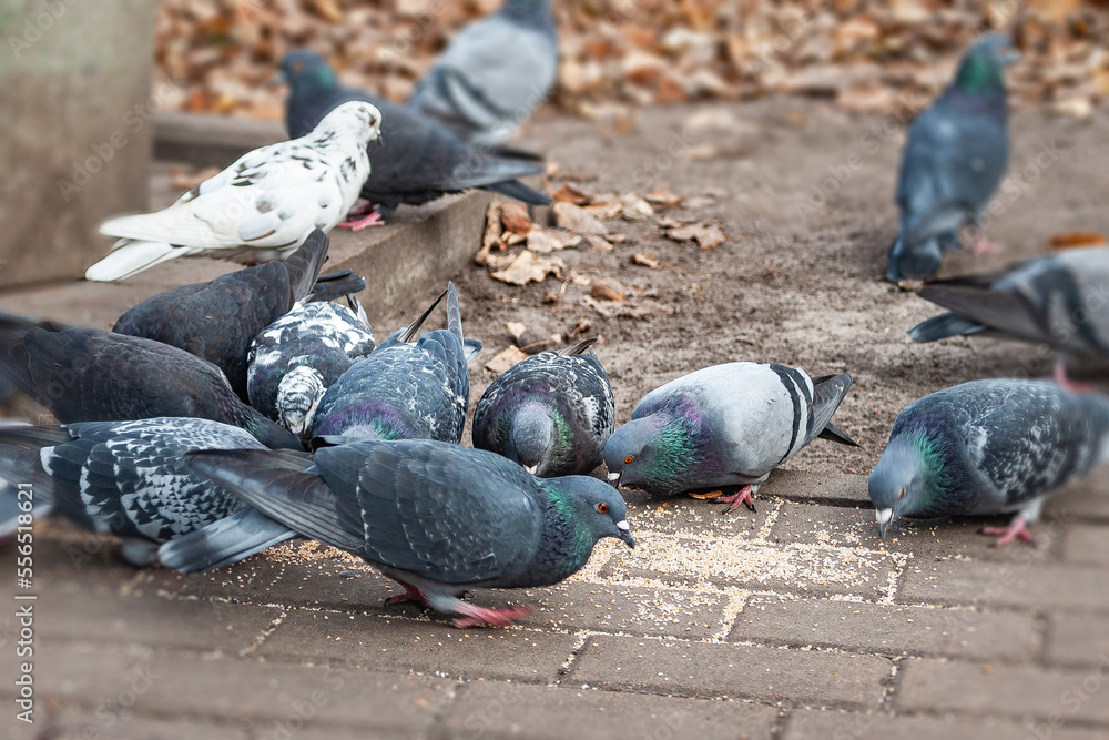 A flock of pigeons eat scattered seeds. Feeding pigeons. Urban birds. Selective focus A flock of pigeons eat scattered seeds. Feeding pigeons. Urban birds. Selective focus