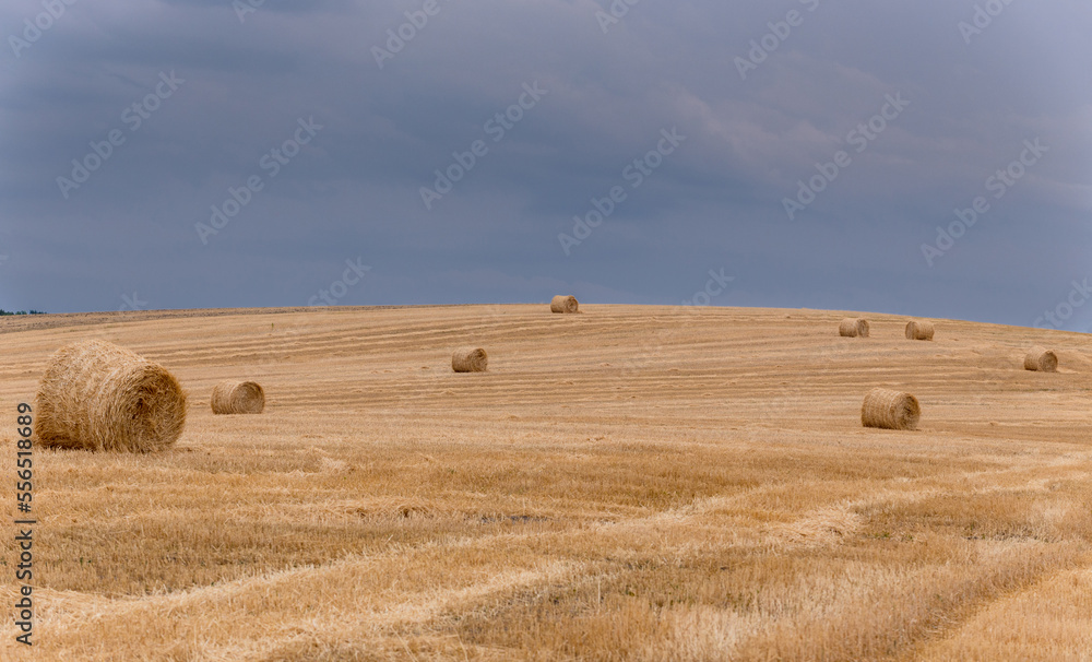 Hay bales on a wheat field after the harvest under the cloudy sky.