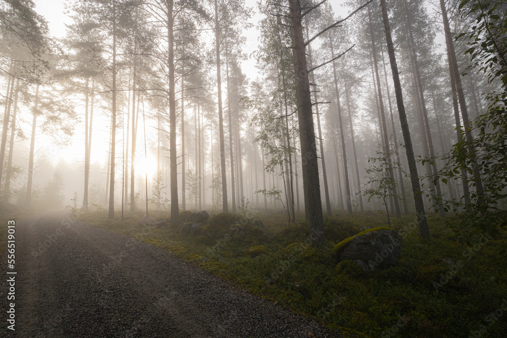 Fototapeta premium morning in the forest