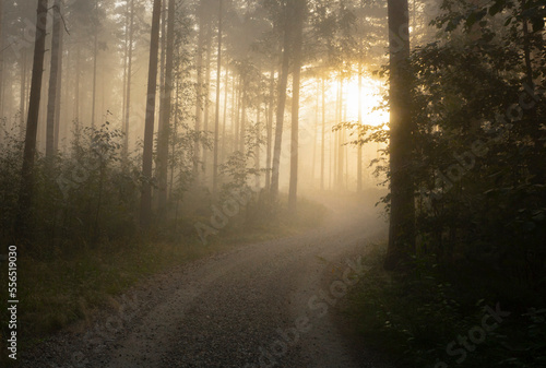 sunrise in the forest