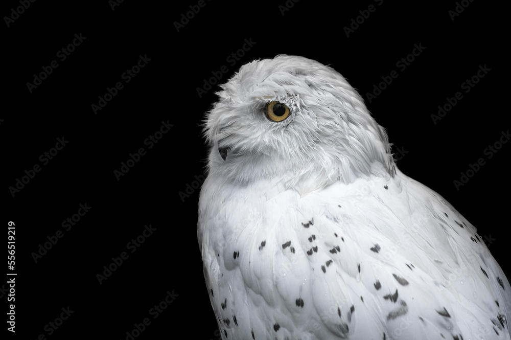 Obraz premium great owl