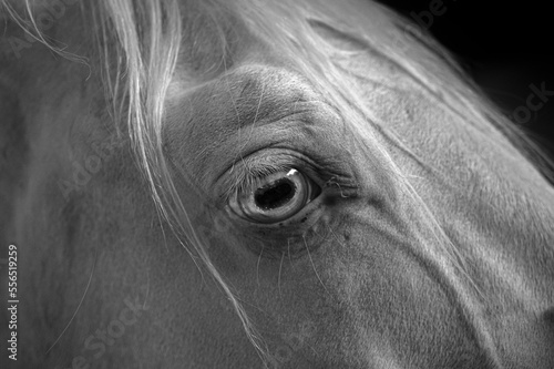 horse eye closeup © adrian