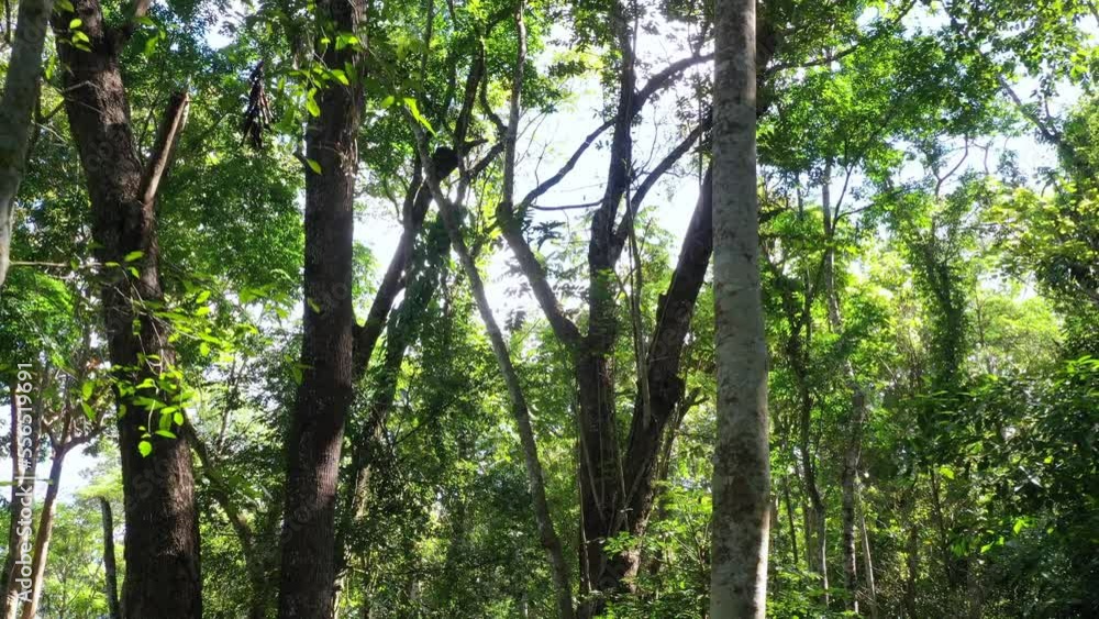 Tropical Forest In Beautiful Nature Landscape. Lush Of Evergreen Jungle With Dense Rainforest Plants Vegetation
Tropical Forest In Beautiful Nature Landscape. Lush Of Evergreen Jungle With Dense Rainforest Plants Vegetation