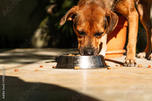 Photos Portrait of a young female dog eating canine kibble.