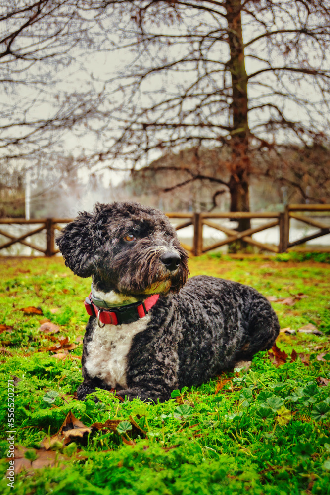 Black and white shorthaired Spanish water dog sitting from the side on fallen leaves and green grass in autumn. Black and white shorthaired Spanish water dog sitting from the side on fallen leaves and green grass in autumn.
