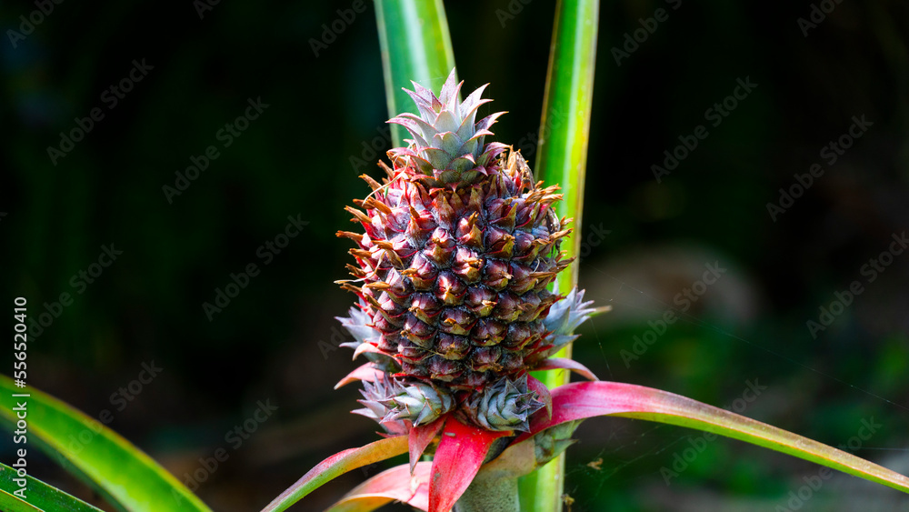 Ananas comosus es una especie de la familia de las bromeliáceas, nativa de América del Sur. Planta de escaso porte y con hojas duras y lanceoladas de hasta 1 m de largo, fructifica una vez al año prod Ananas comosus es una especie de la familia de las bromeliáceas, nativa de América del Sur. Planta de escaso porte y con hojas duras y lanceoladas de hasta 1 m de largo, fructifica una vez al año prod