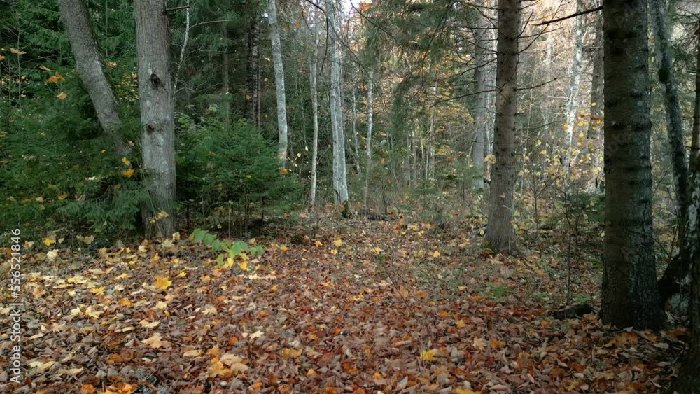 Lots of fallen maple leaves on the forest ground in the middle of the forest in Estonia Lots of fallen maple leaves on the forest ground in the middle of the forest in Estonia