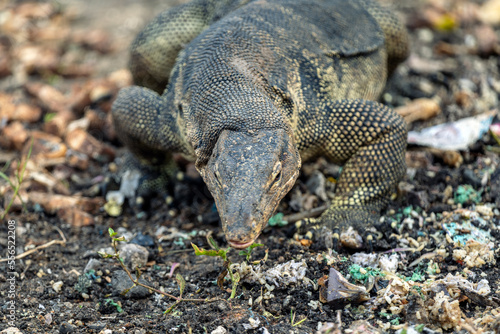 Monitor lizard  Varanus  on the hunt