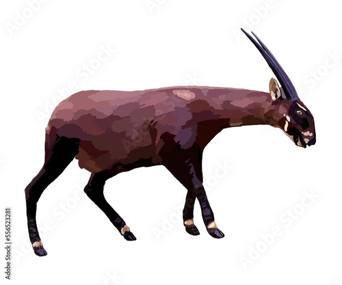 Rare Saola animal.  An endangered artiodactyl animal of the bovid family.  Long sharp horns.  Mammal with brown hair.  Illustration for encyclopedia, textbook, zoology.