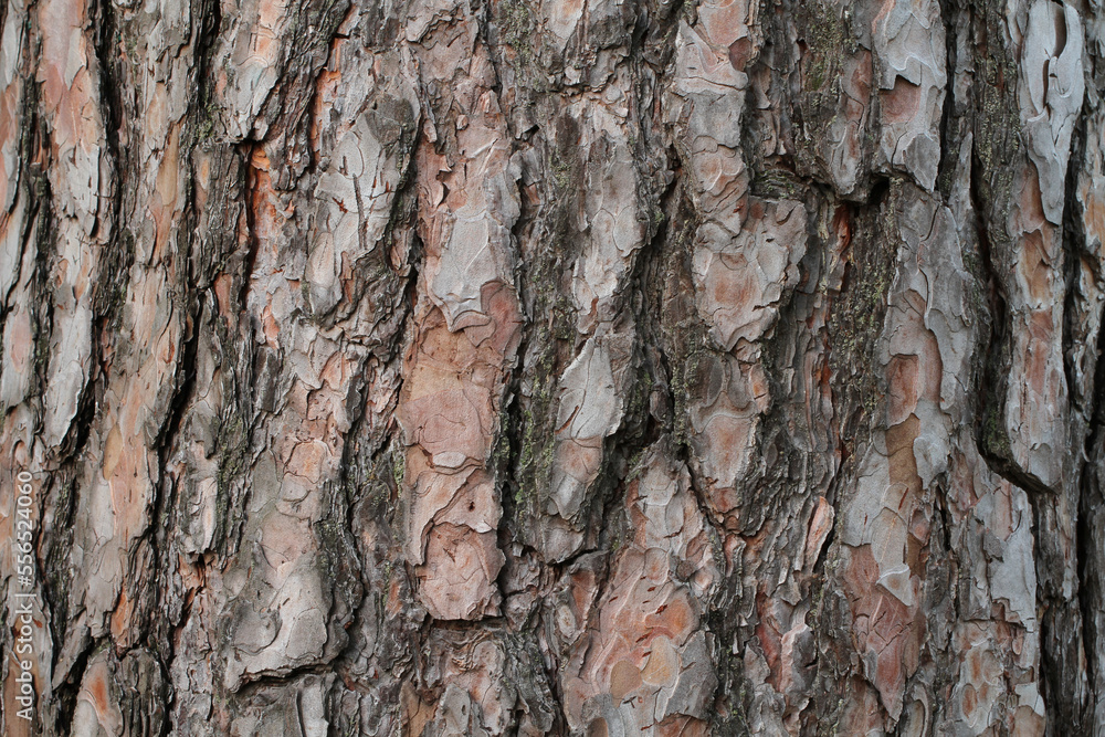 Old pine-tree bark. Closeup. Macro. Old pine-tree bark. Closeup. Macro.