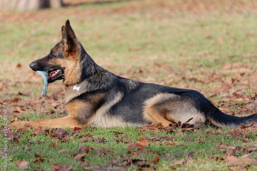 Cute German Shepherd lying in the grass in the park with a frisbee in his mouth Cute German Shepherd lying in the grass in the park with a frisbee in his mouth