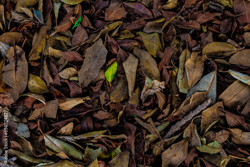 dry leaves on the ground