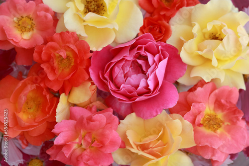 Summer macro yellow orange pink roses. Blooming flower. Top view. Floral background.  Yellow coral rose. Abstract background . Flower card. valentine. colorful flowers. Pastel pink roses texture. 