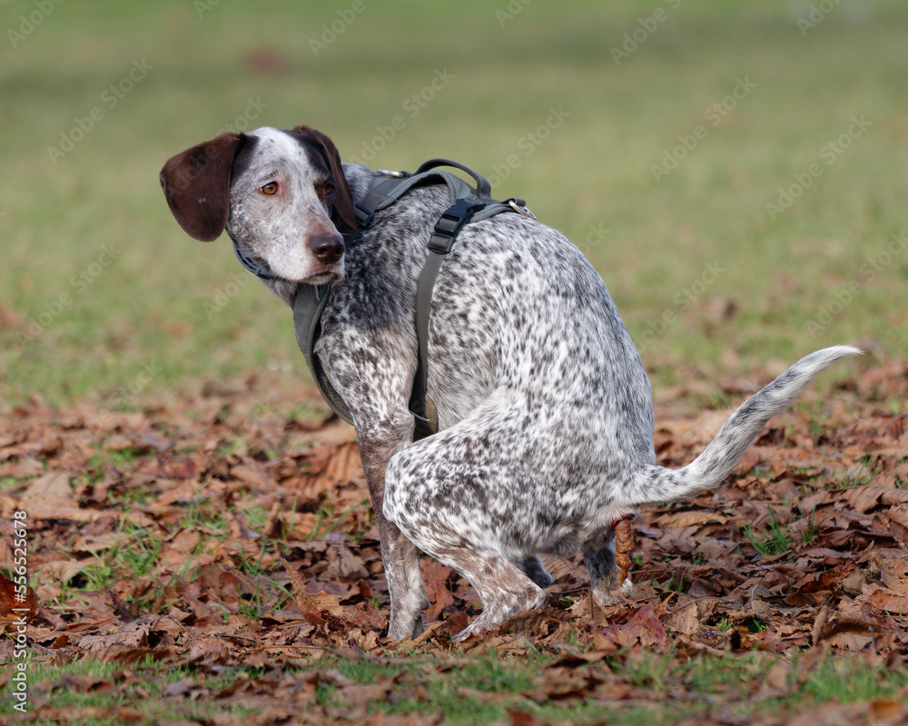 Close-up photo of a German Shorthaired Pointer pooping in the park