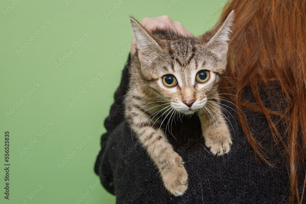 Small stray kitten on the shoulder of a female