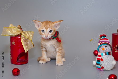 Small oriental kitten and New Year decorations