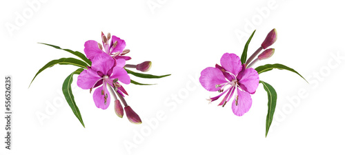 Set of pink epilobium flowers, buds and green leaves in a floral arrangements isolated on white or transparent background photo