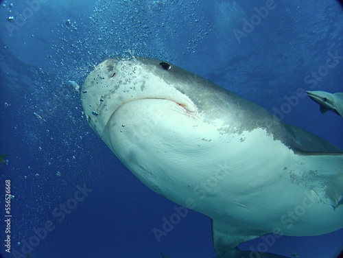 Tiger Shark portrait from below