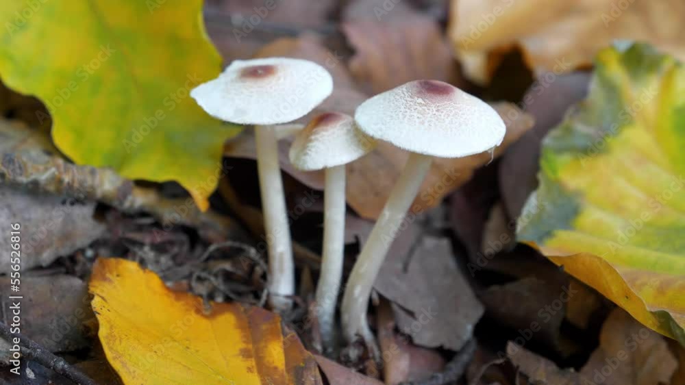 Three autumn poisonous mushrooms growing in soil Three autumn poisonous mushrooms growing in soil