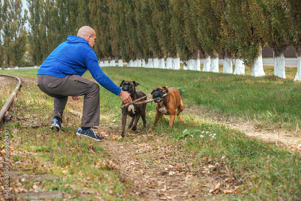 a male owner of a dog kennel of the German boxer breed walks adult dogs and trains them on a walk in nature, plays with them, the dogs wear an apport a male owner of a dog kennel of the German boxer breed walks adult dogs and trains them on a walk in nature, plays with them, the dogs wear an apport