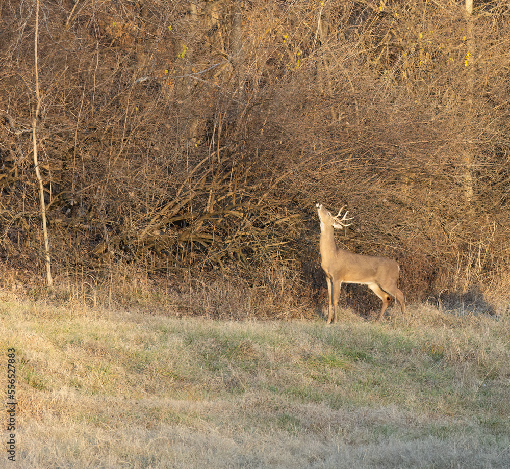 Bucks chilling out in an open field near the woods Bucks chilling out in an open field near the woods